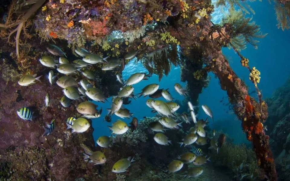 marine-life-on-the-japanese-shipwreck.jpg