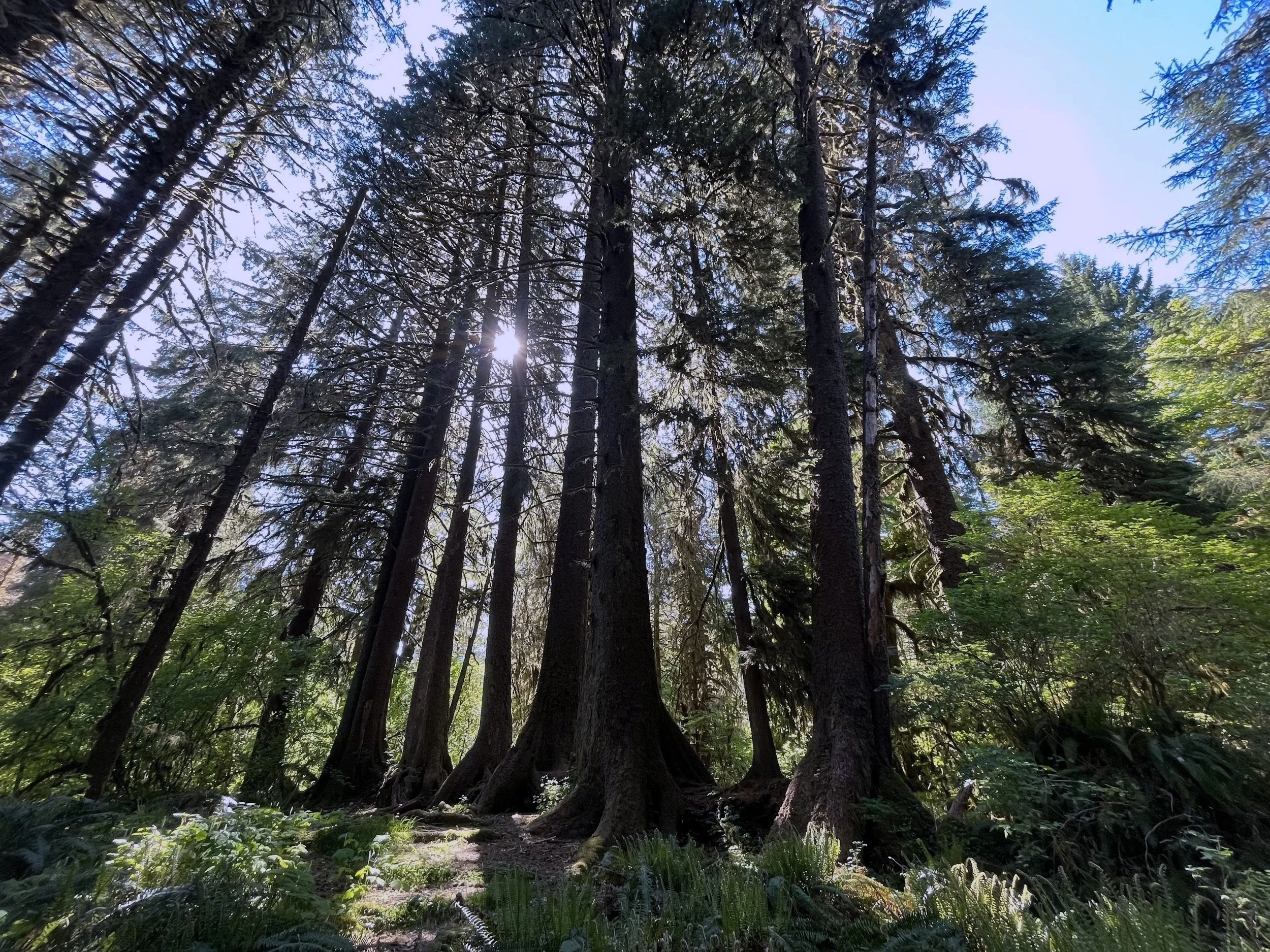 Tall evergreen trees in a forest with sunlight shining through and a dirt trail in the foreground.