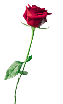 A single red rose with green leaves on a green stem.