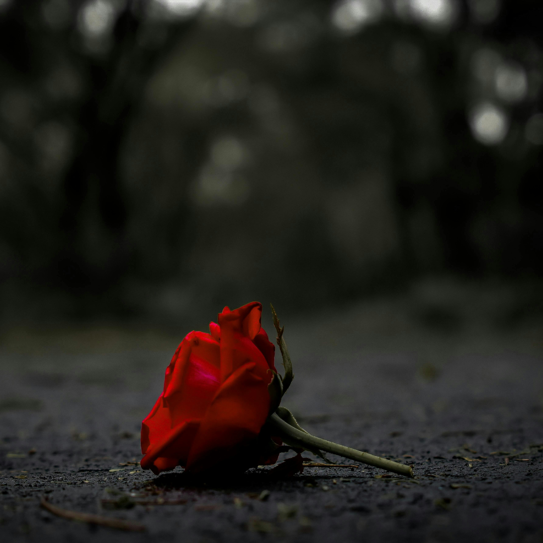 A single red rose lying on a dark, textured ground with a blurred, dark natural background.