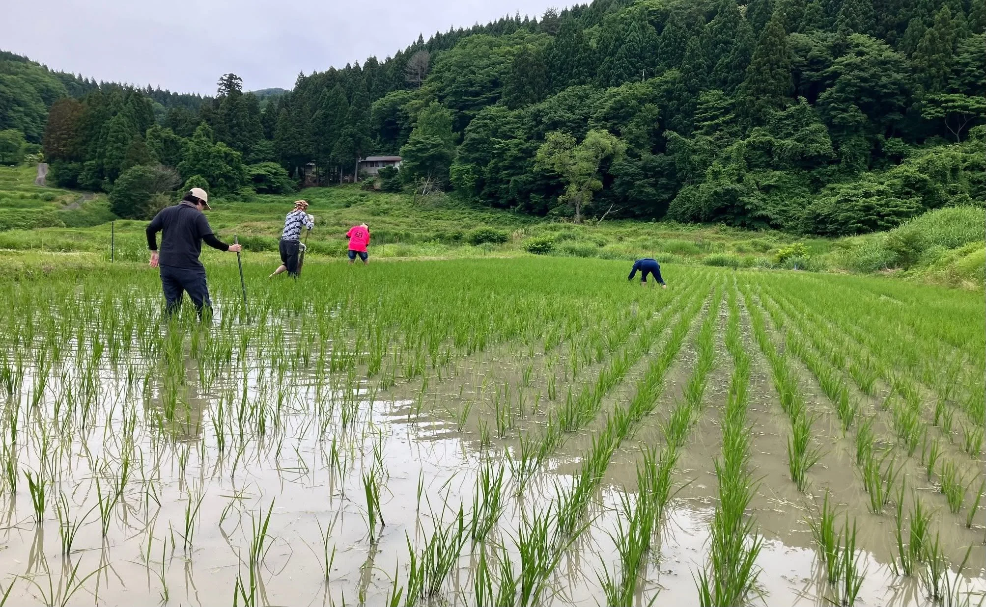 無農薬ゆえに草取りは必然