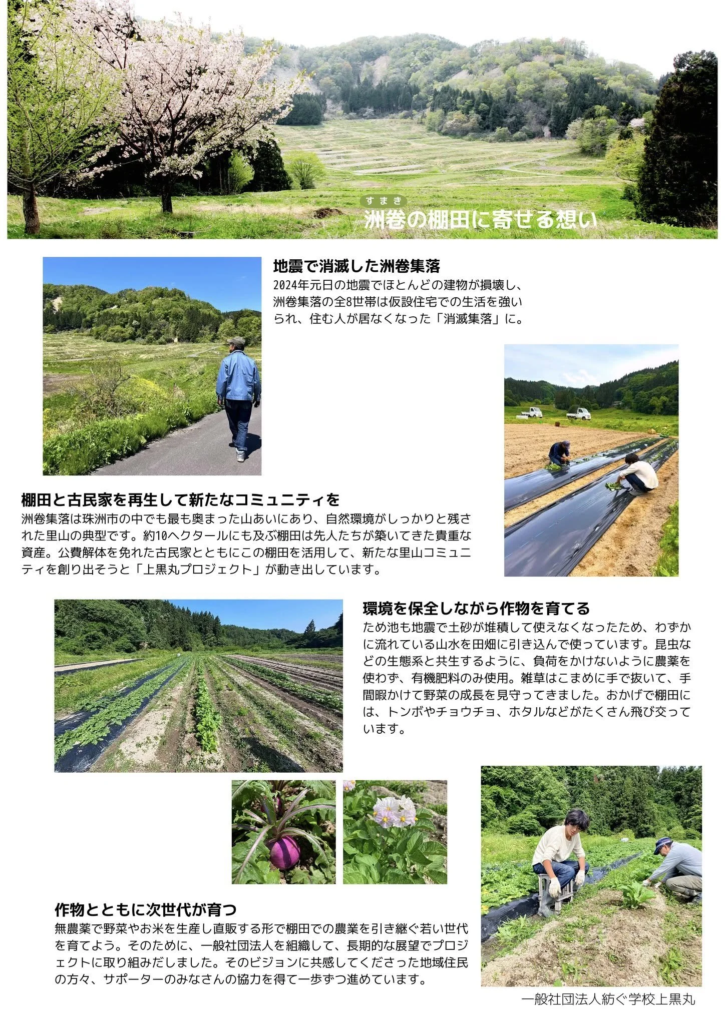 洲卷の棚田育ち