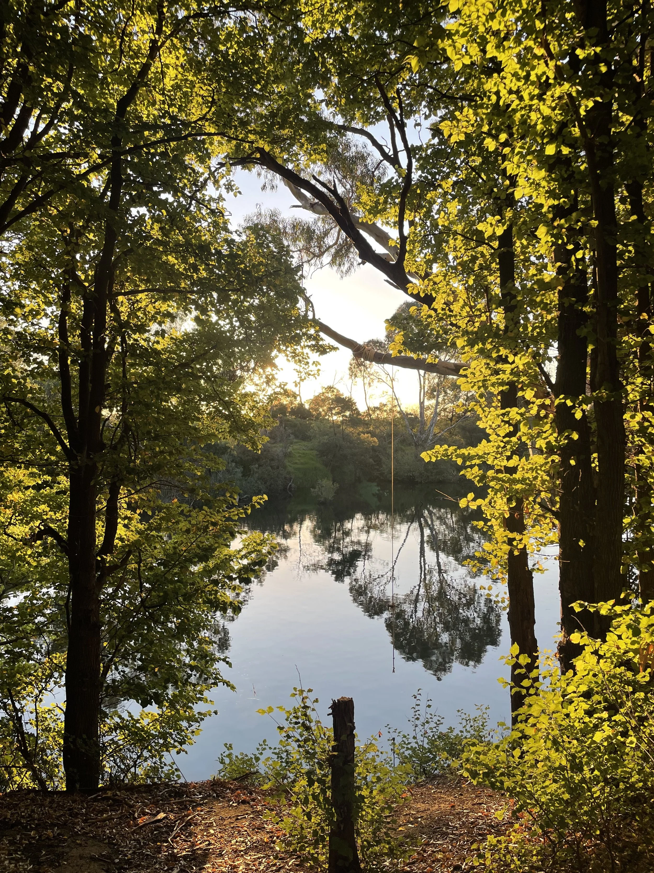 Image 4: Sunset through the Trees