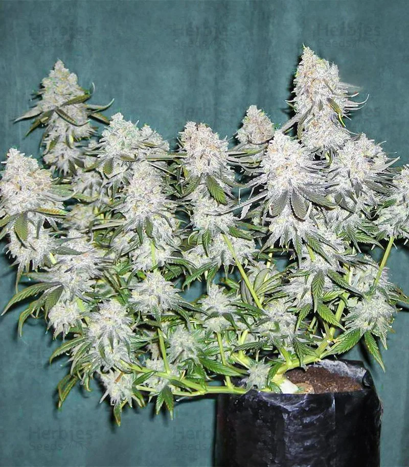 Blackberry Moonrocks 7.jpg