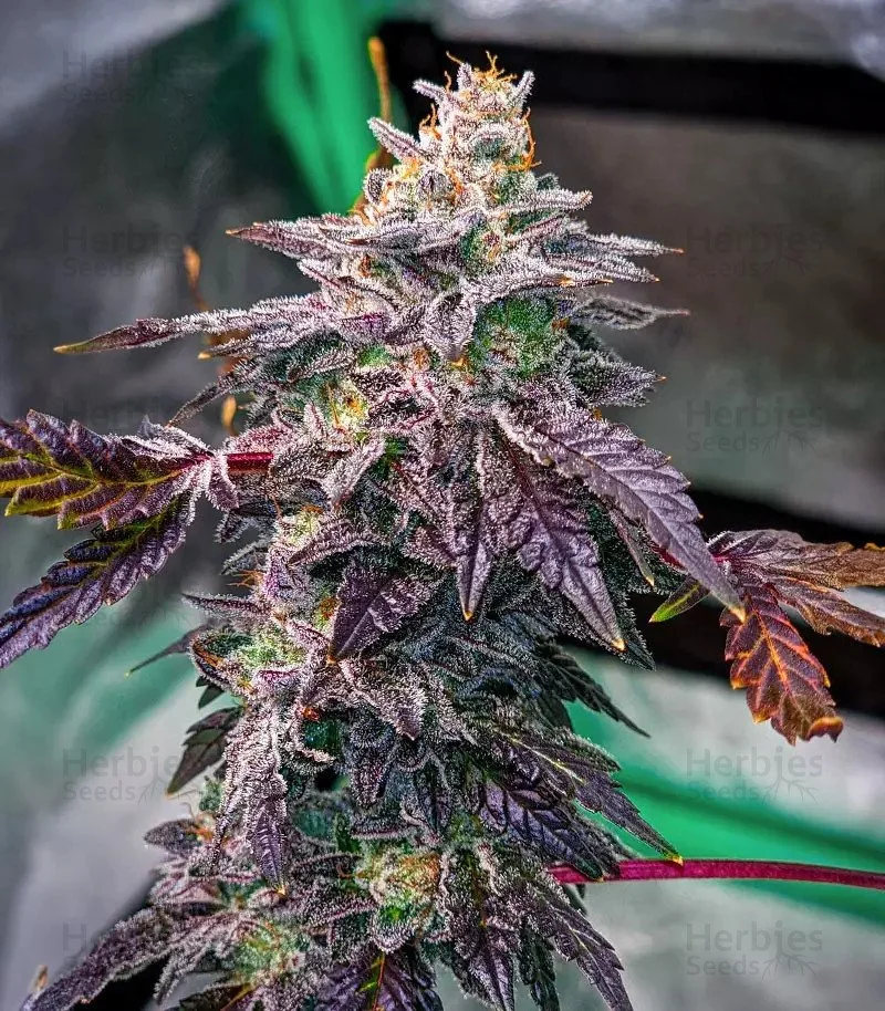 Bubba Kush2.jpg