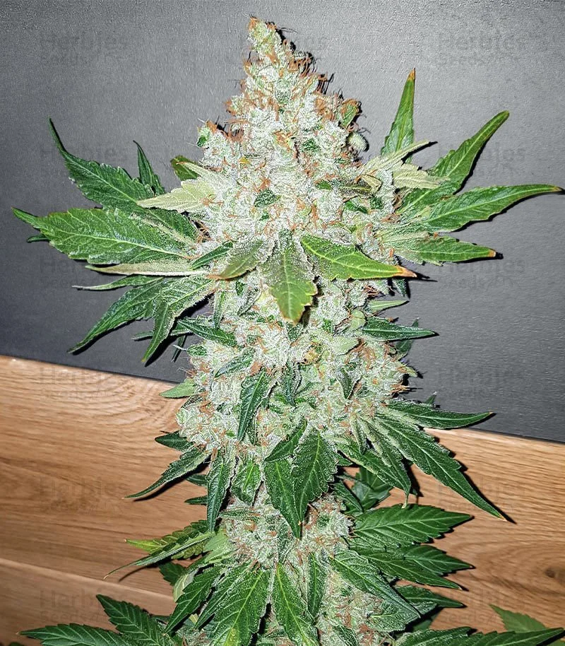 Blackberry Moonrocks 3.jpg