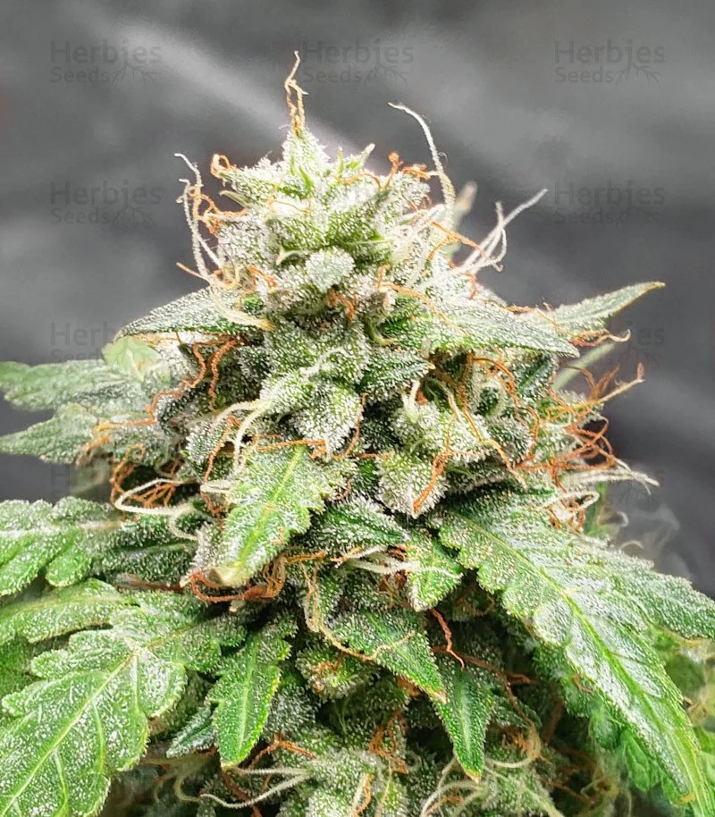 Keepers OG 3.jpg