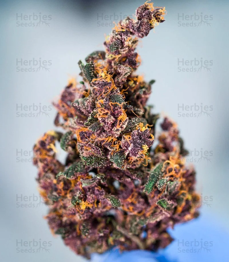 Keepers OG 7.jpg