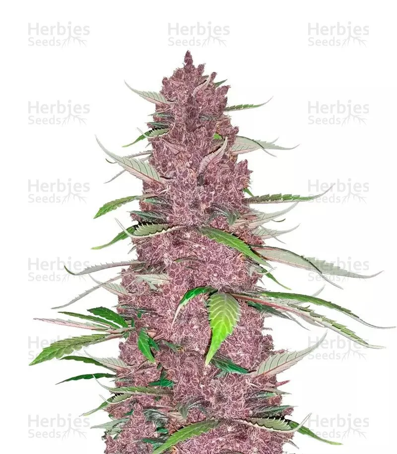 Purple Juice 1.jpg