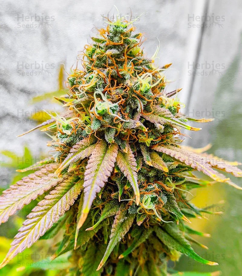 Bruce Banner Fast 4.jpg