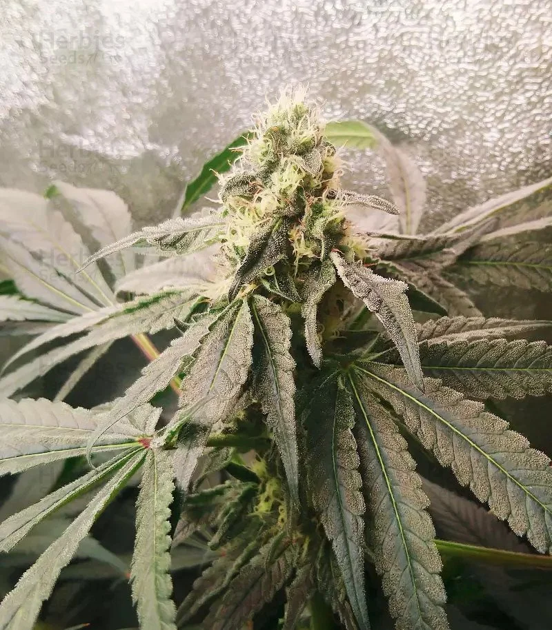 Mimosa x Orange 4.jpg