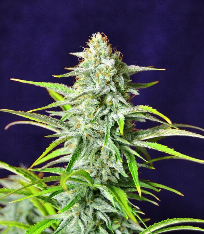 Bruce Banner 4.jpg