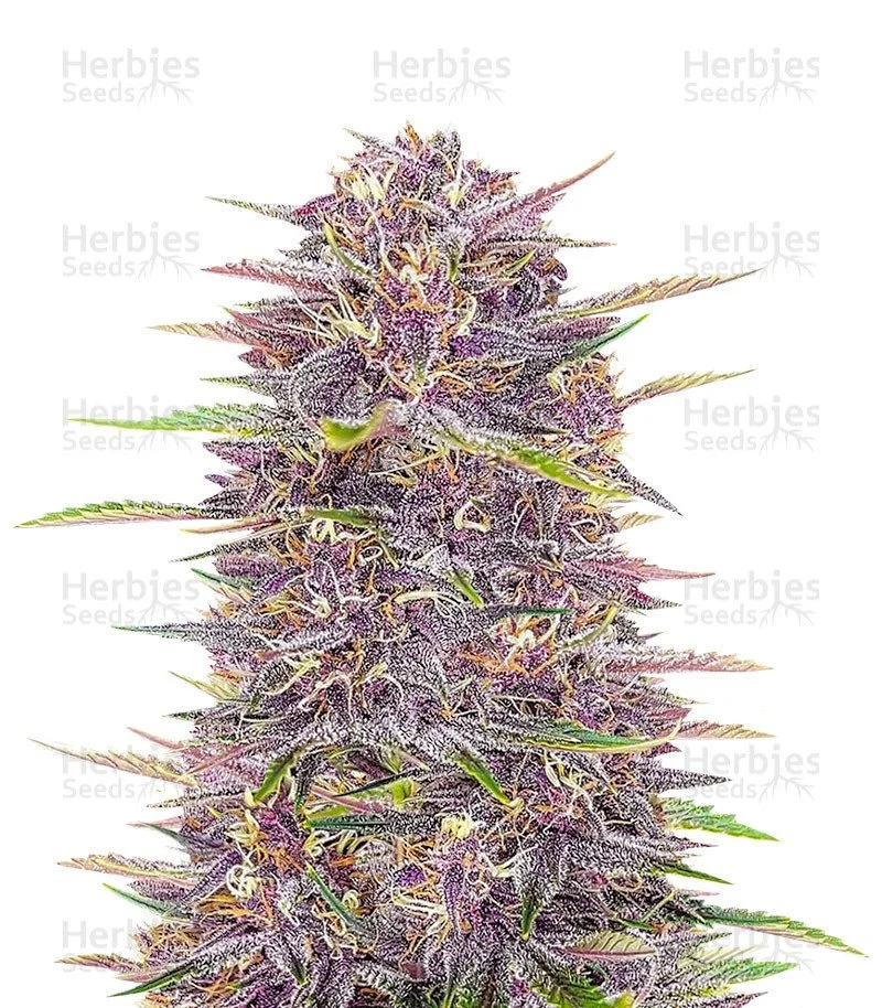 Banana Purple 1.jpg
