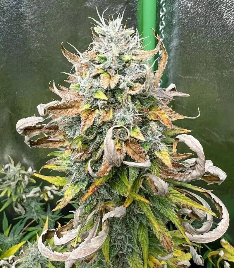 Purple Juice 6.jpg