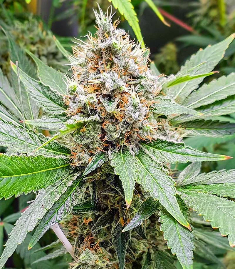 Blackberry Moonrocks 5.jpg