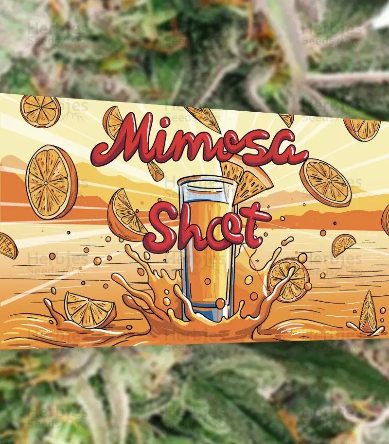 Mimosa Shot 3.jpg