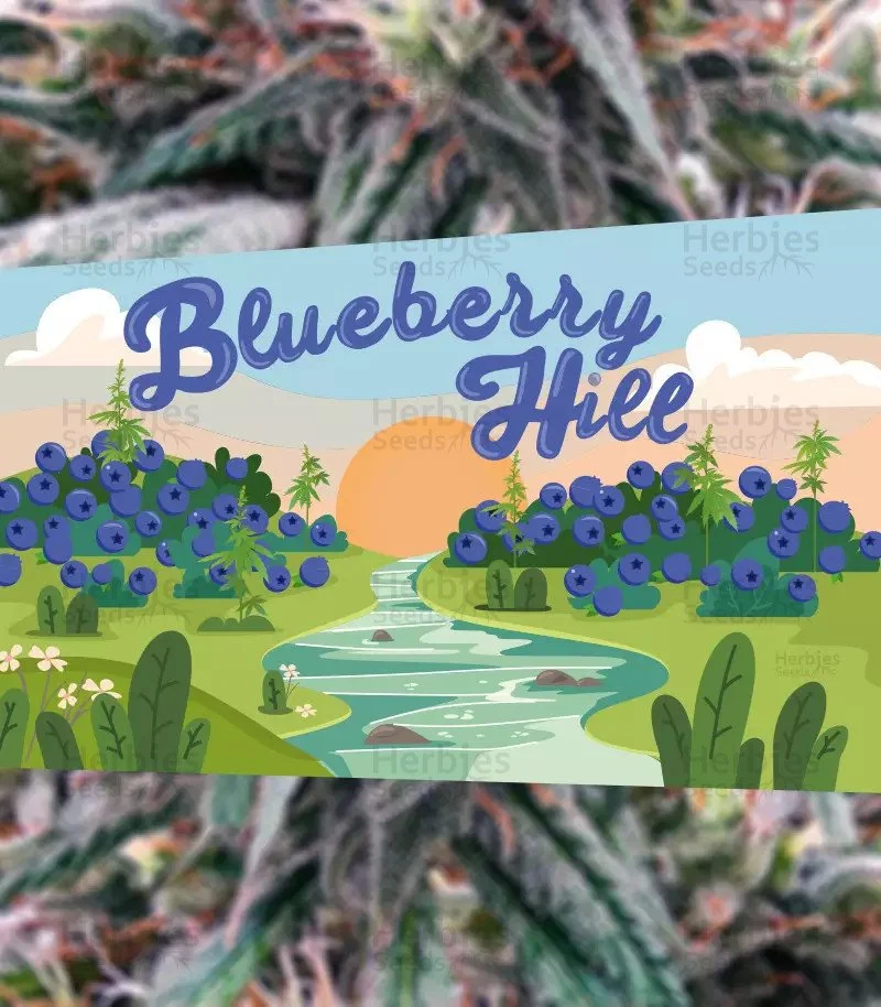 Blueberry Hill 3.jpg