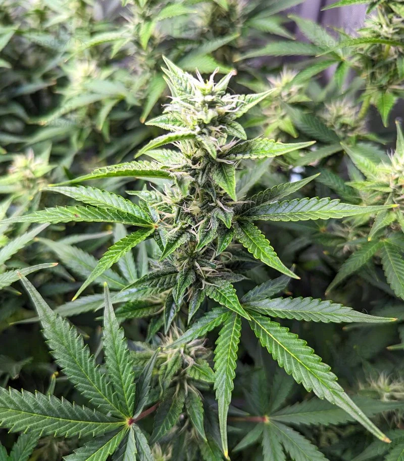 Bruce Banner 6.jpg