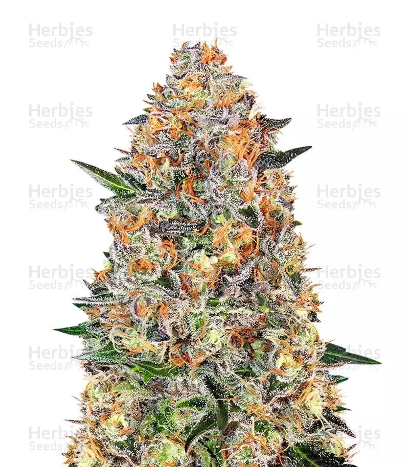 Bubba Kush1.jpg