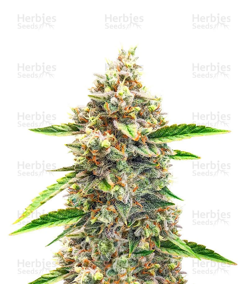 Bruce Banner 1.jpg