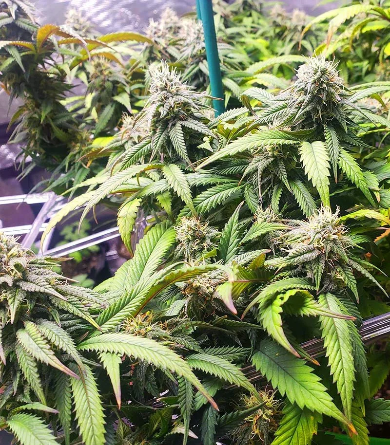 Bruce Banner 7.jpg