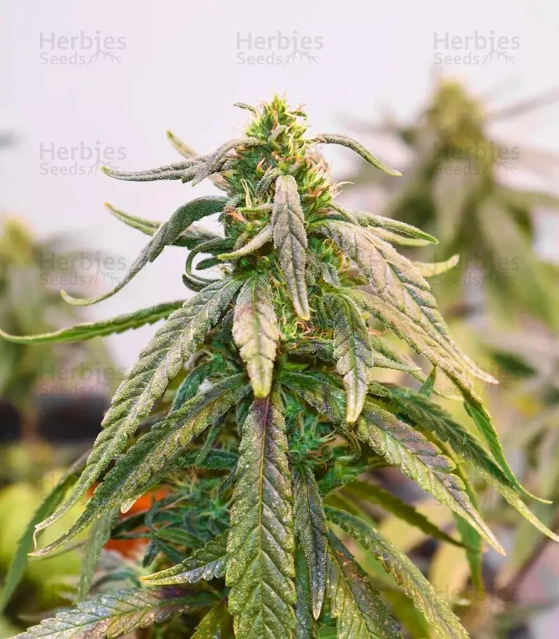 Bubba Kush3.jpg