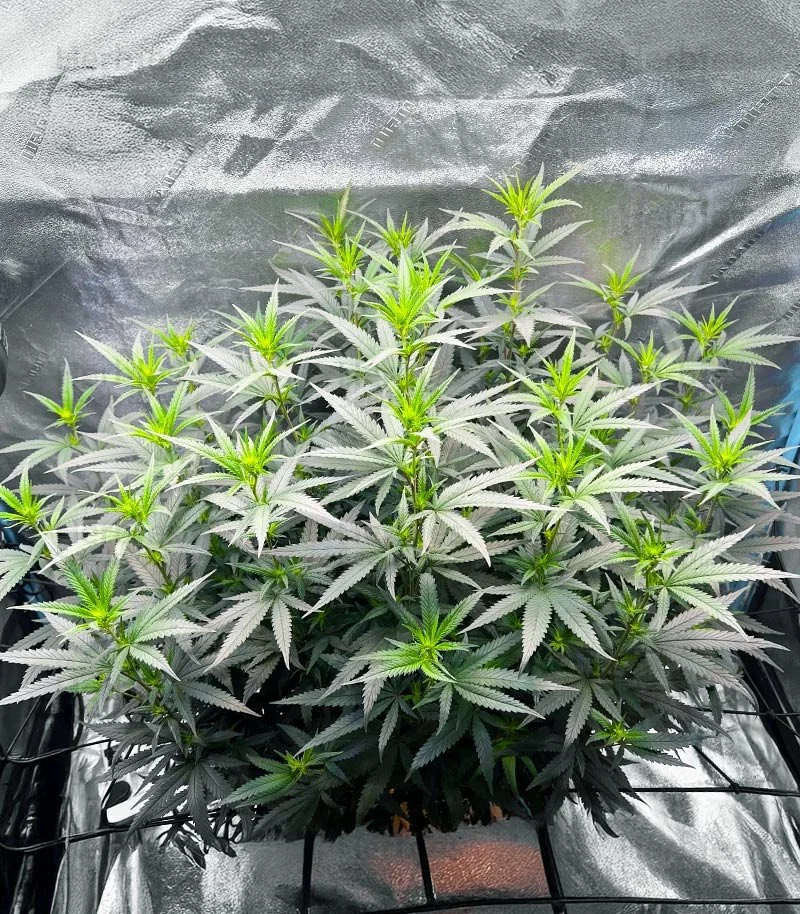 Keepers OG 4.jpg
