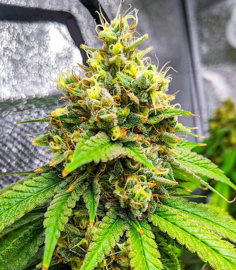 Bruce Banner Fast 5.jpg