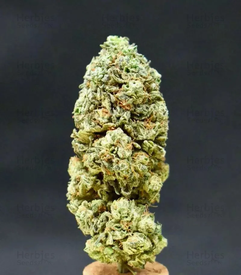 Grandmommy Purple 6.jpg