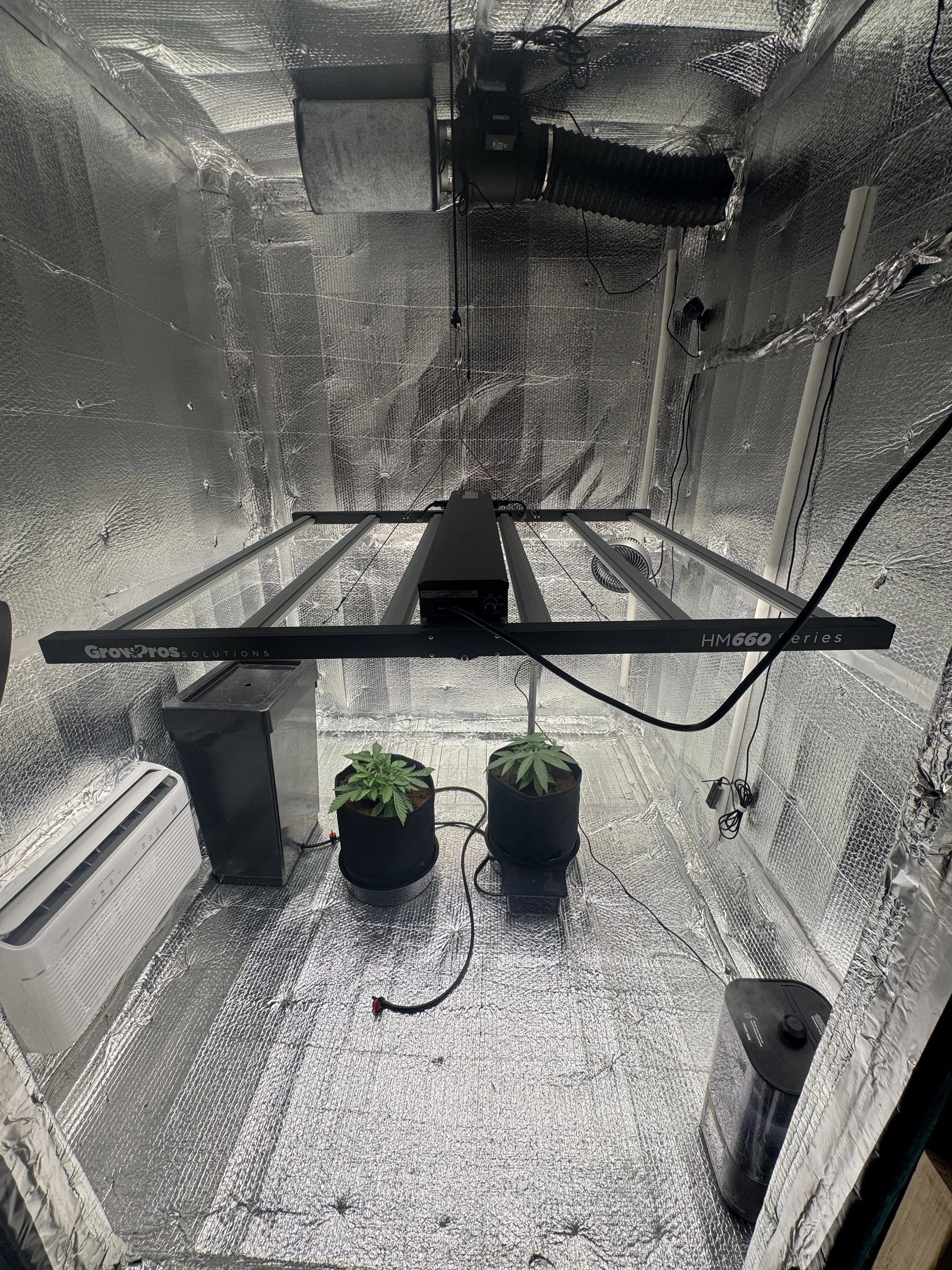 Indoor grow tent with reflective walls, two potted cannabis plants under a grow light, an air purifier, and a humidifier.