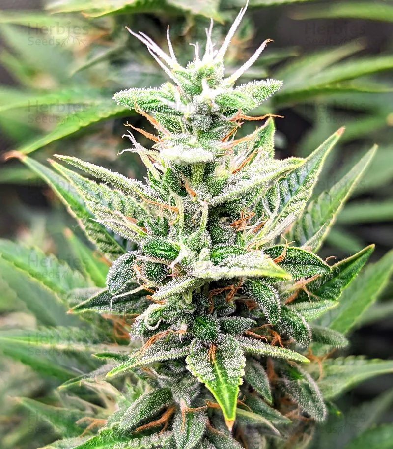 Bruce Banner 8.jpg
