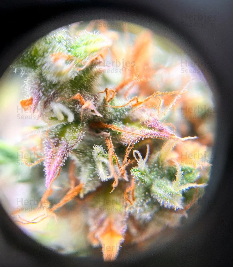 Keepers OG 6.jpg