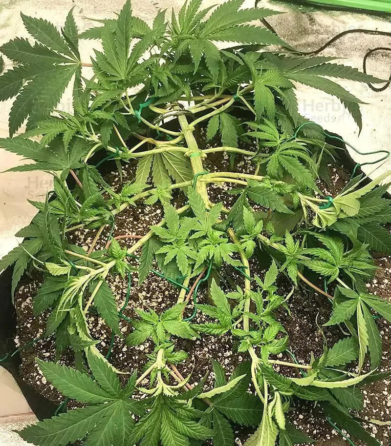 Grandmommy Purple 5.jpg