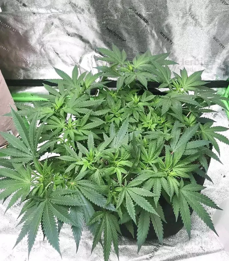 Grandmommy Purple 8.jpg