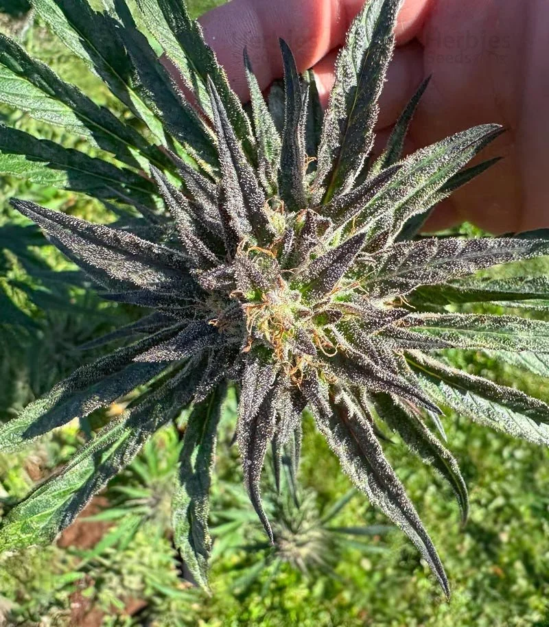 Keepers OG 5.jpg