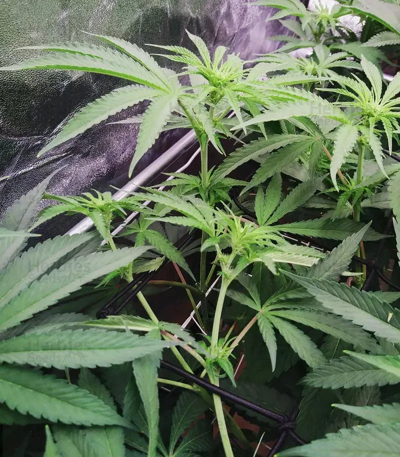Mimosa x Orange 5.jpg