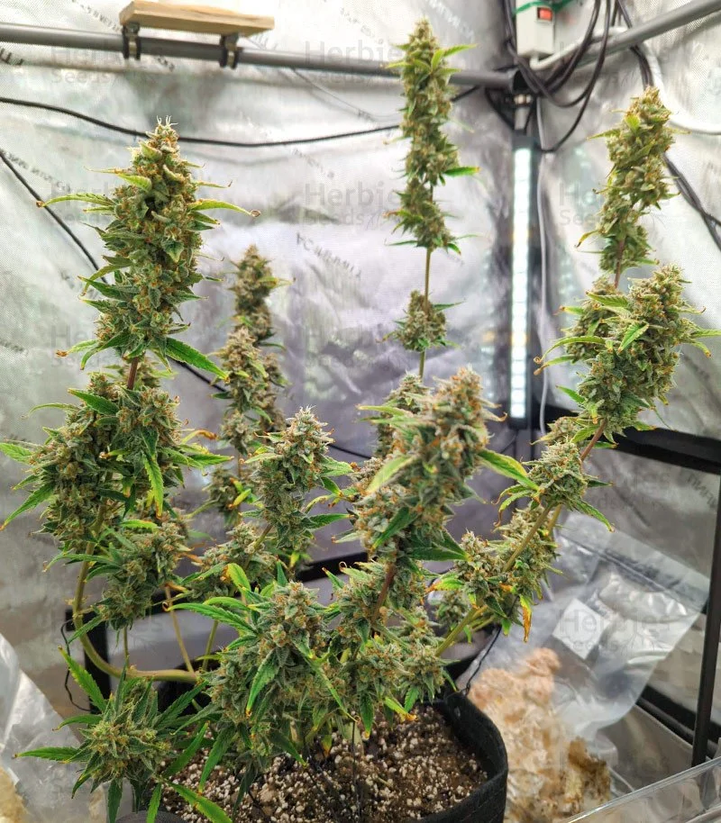 Bruce Banner 5.jpg