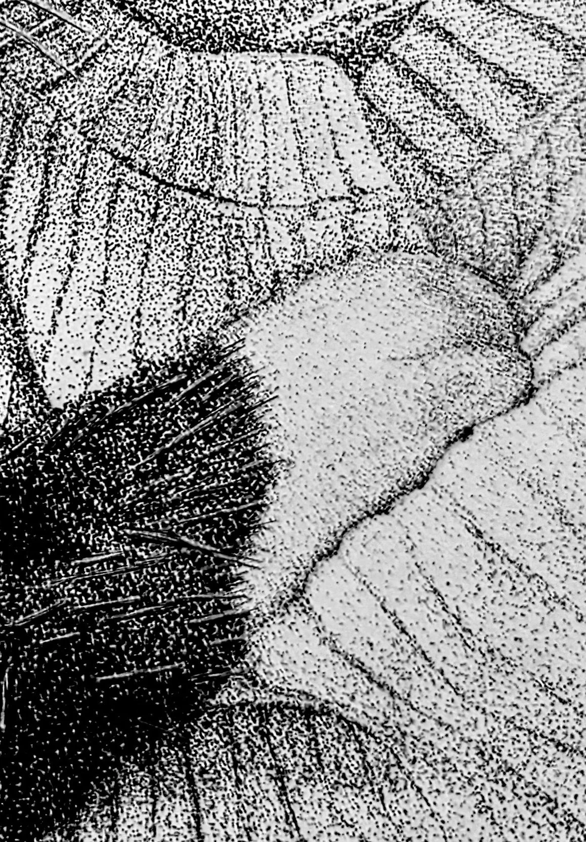 closeup2.jpg