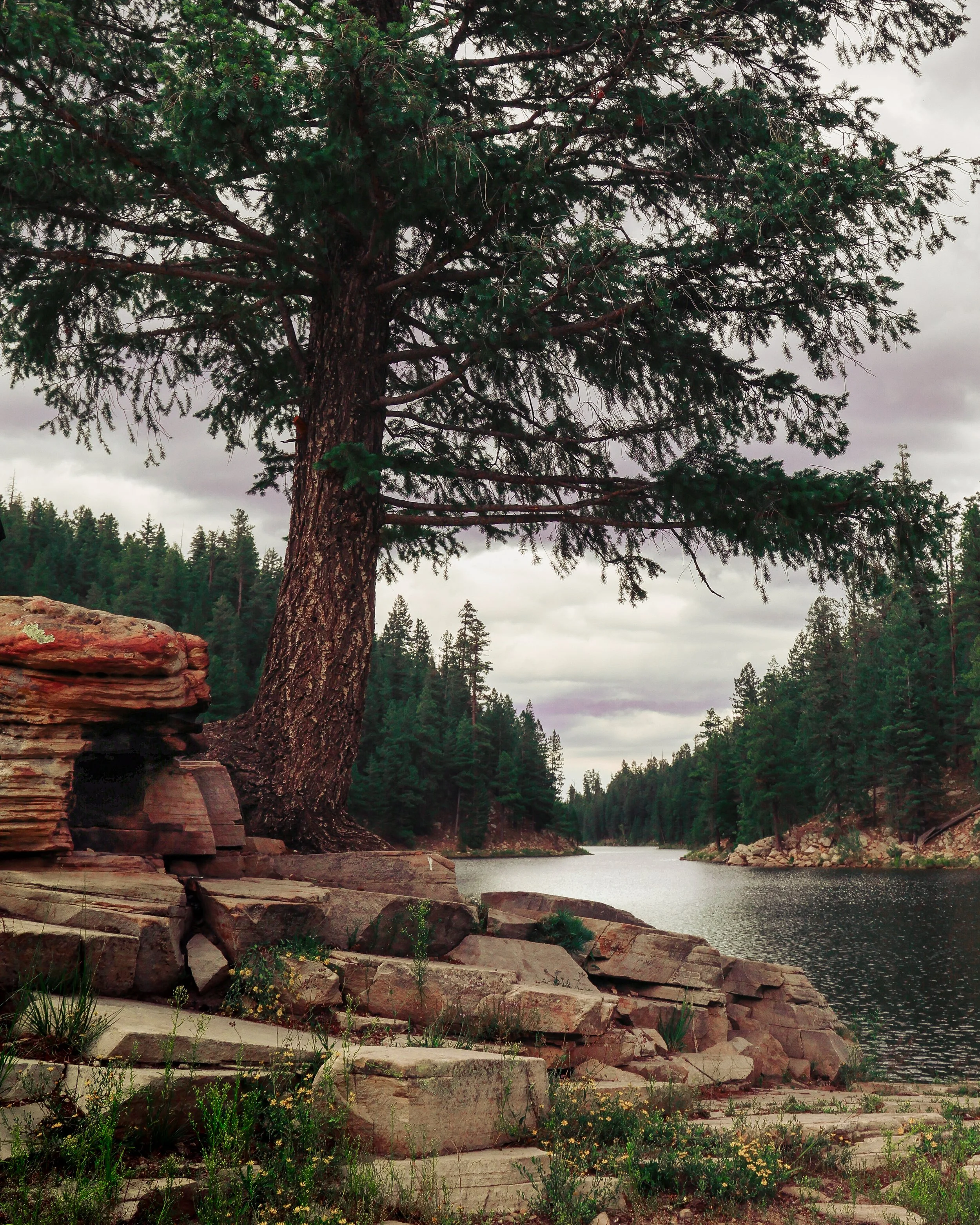 A large pine tree next to a rocky lake shore with pine trees on the opposite side, under a cloudy sky.