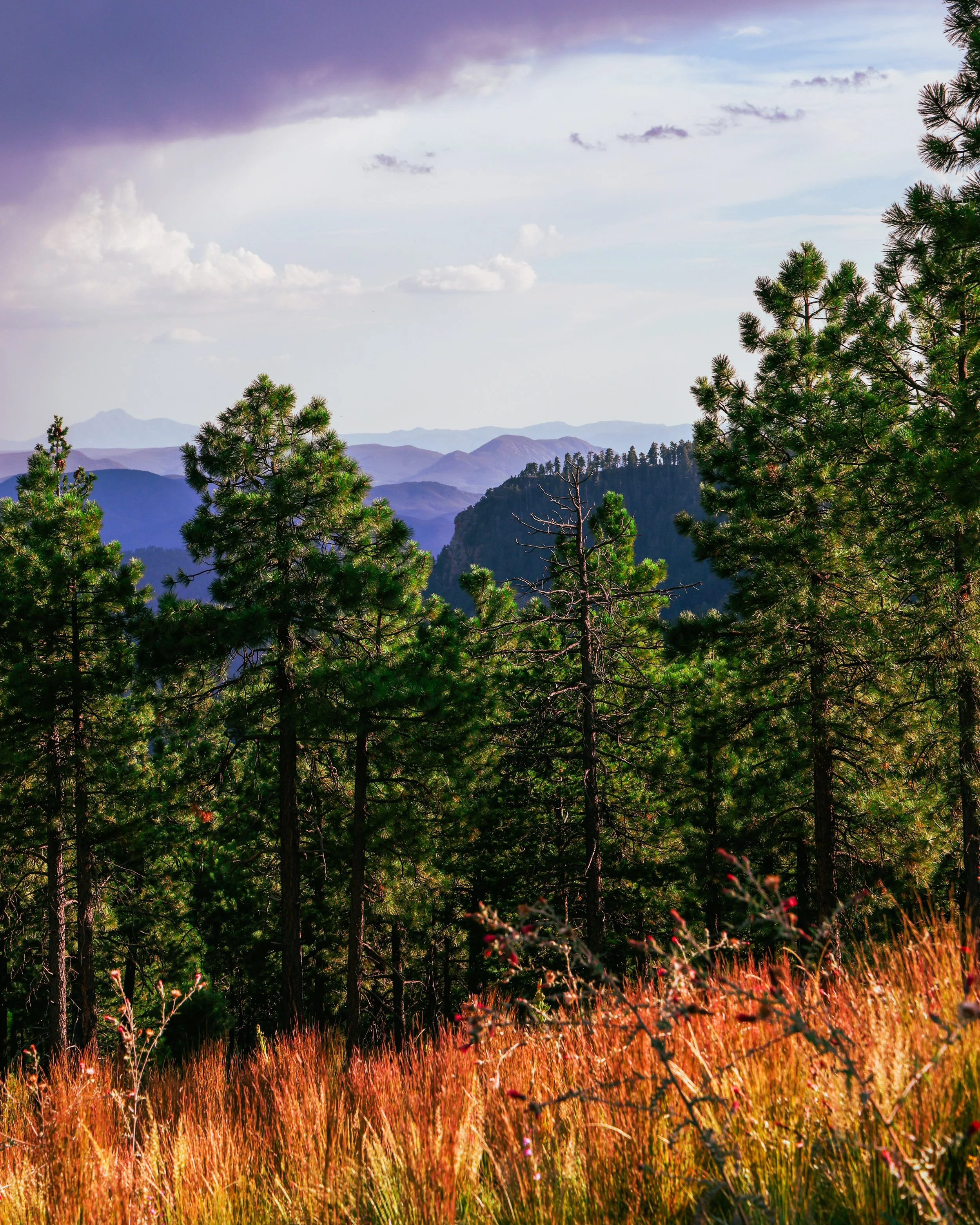 A scenic view of a forest with tall pine trees, colorful grasses in the foreground, and mountain ranges in the distance under a partly cloudy sky.