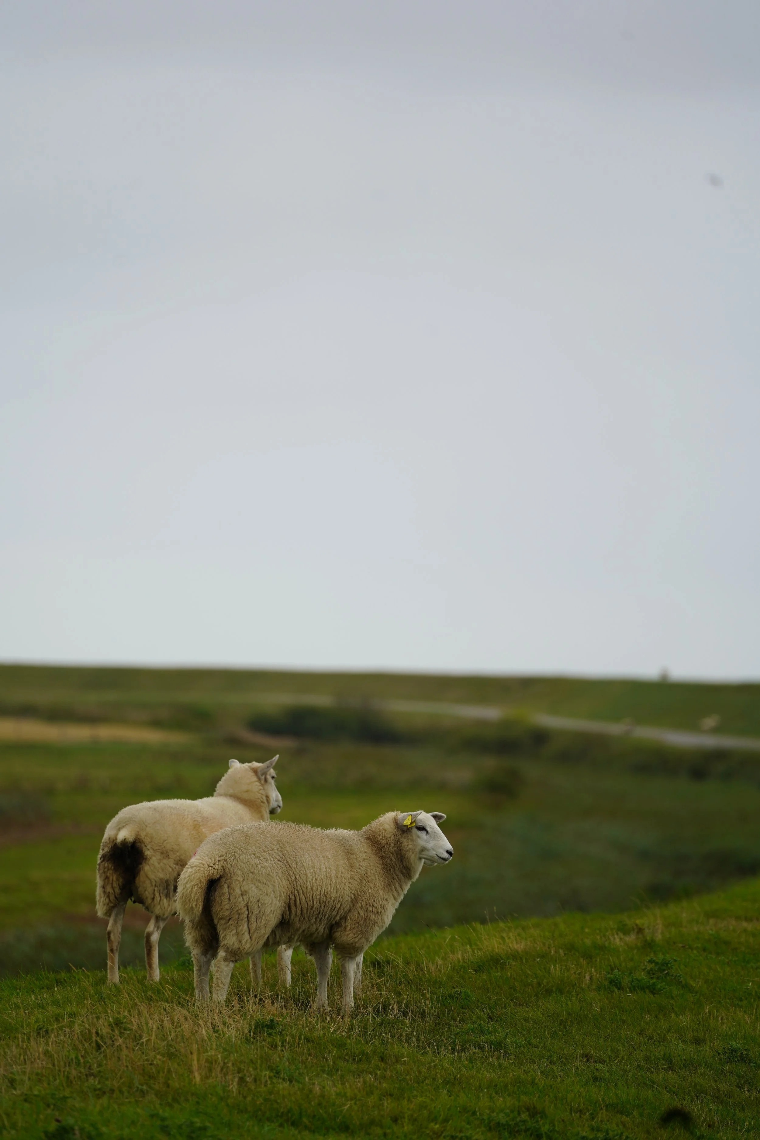 Review of “Lady Macbeth” by Ava Reid