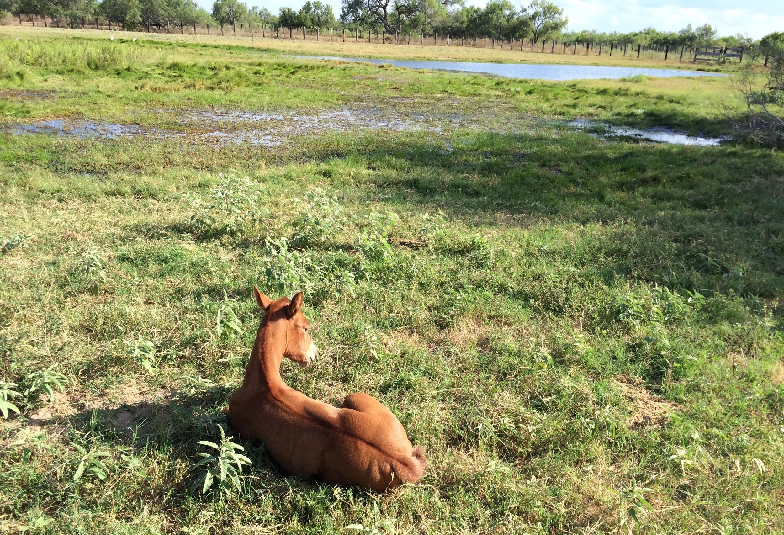 Review of “Kick the Latch” by Kathryn Scanlan