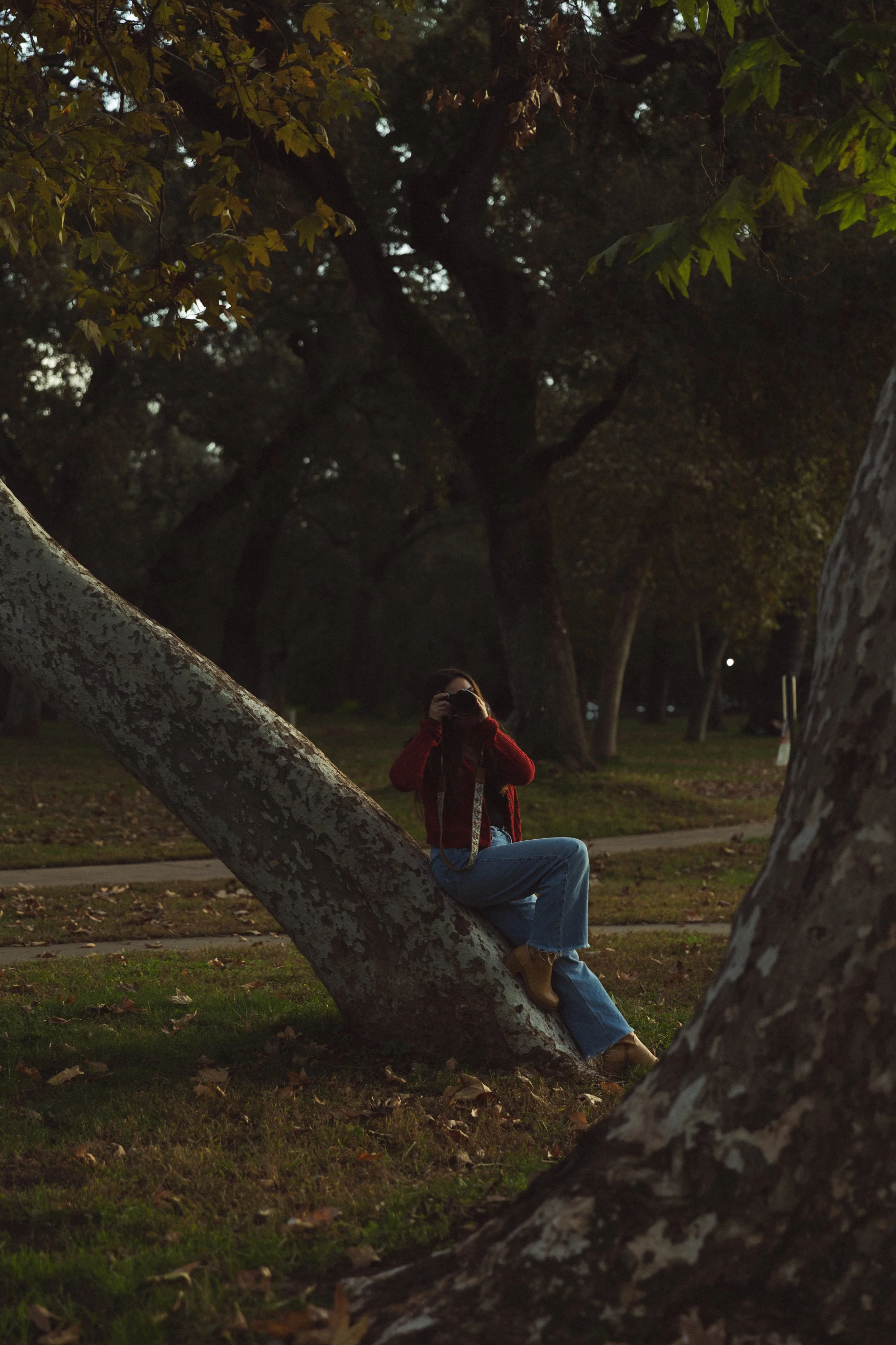 Person sitting on a tree in a park, taking a photo with a camera, during dusk or evening.