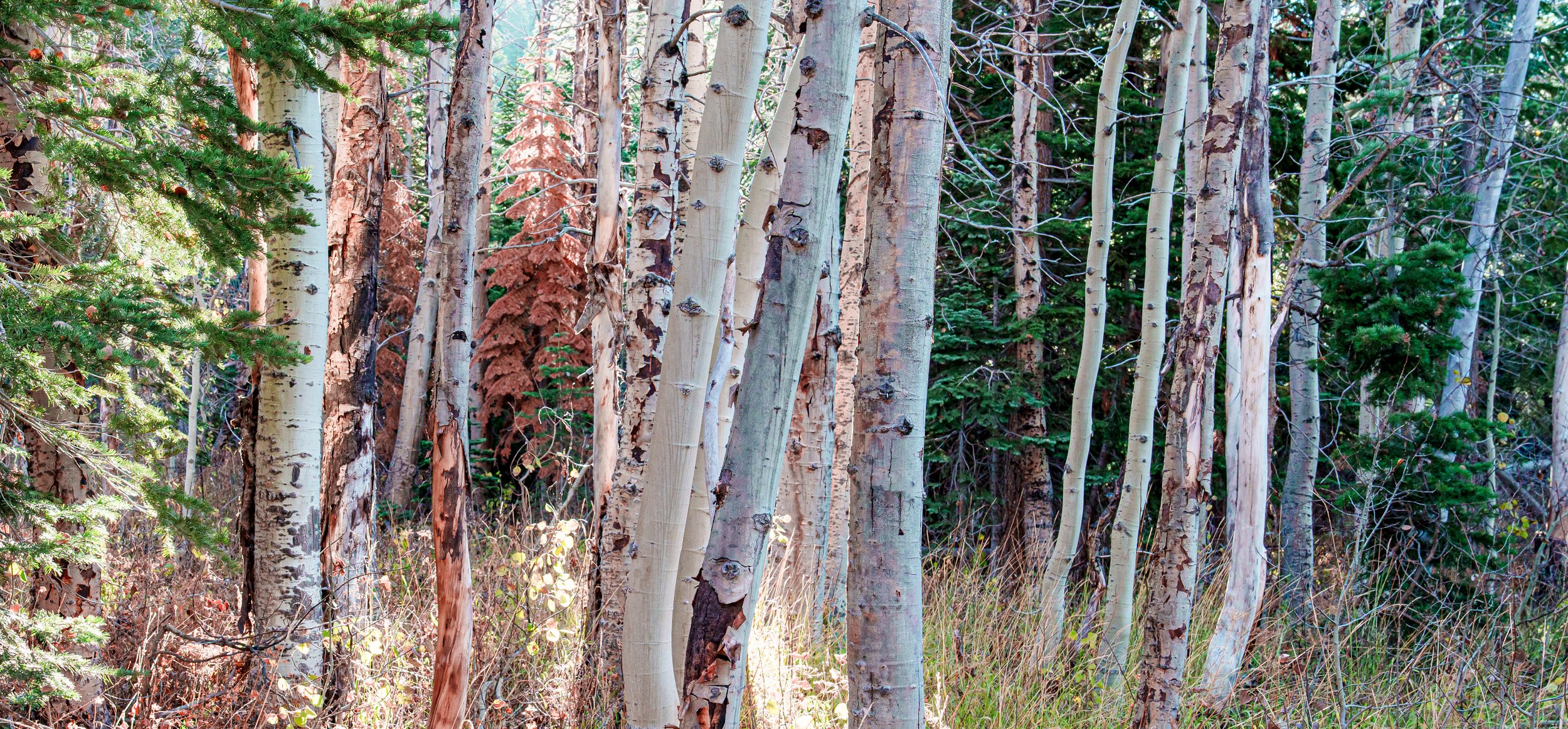 Patrick Sparks-9.jpg