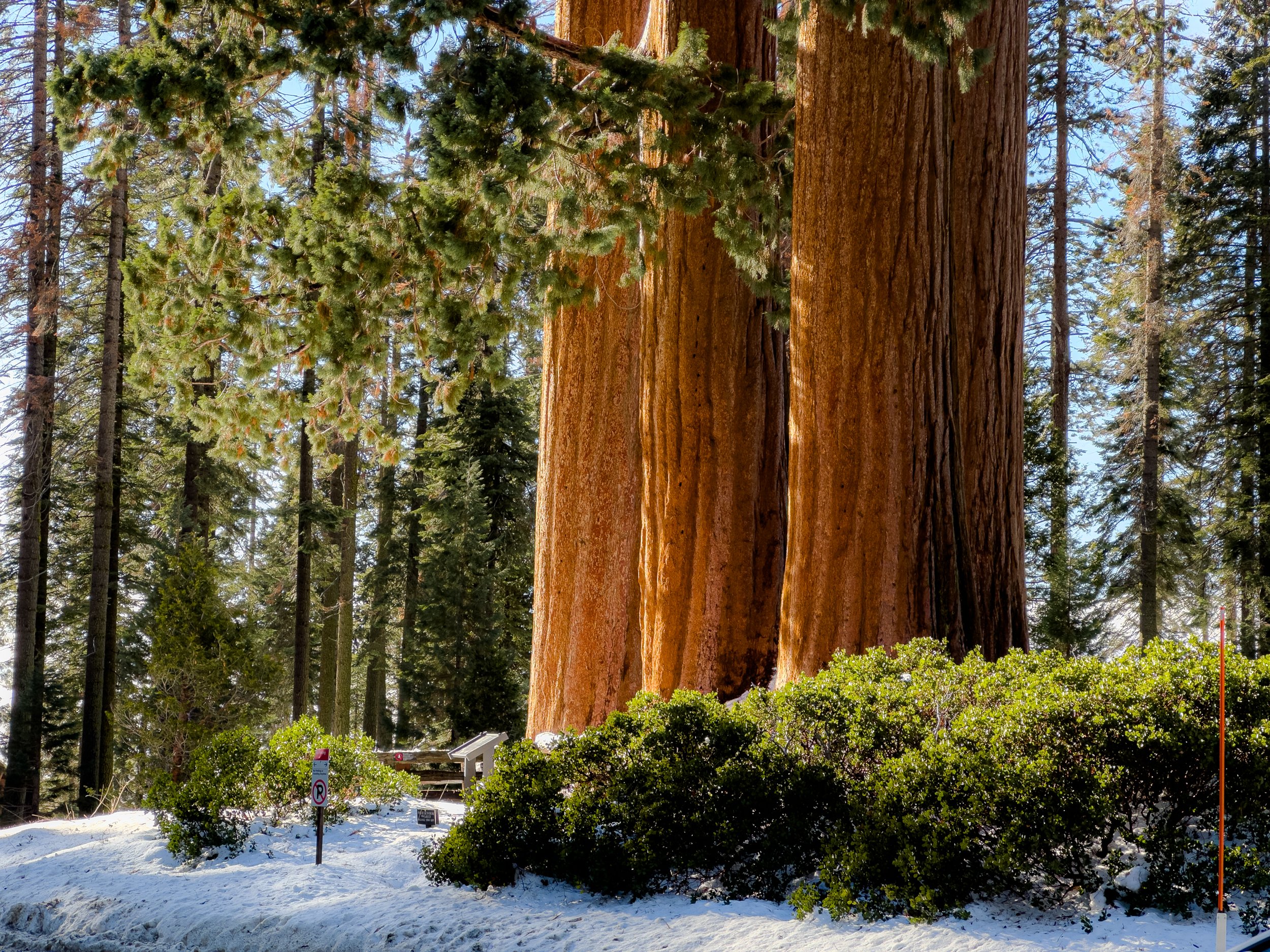 Sequoia Winter