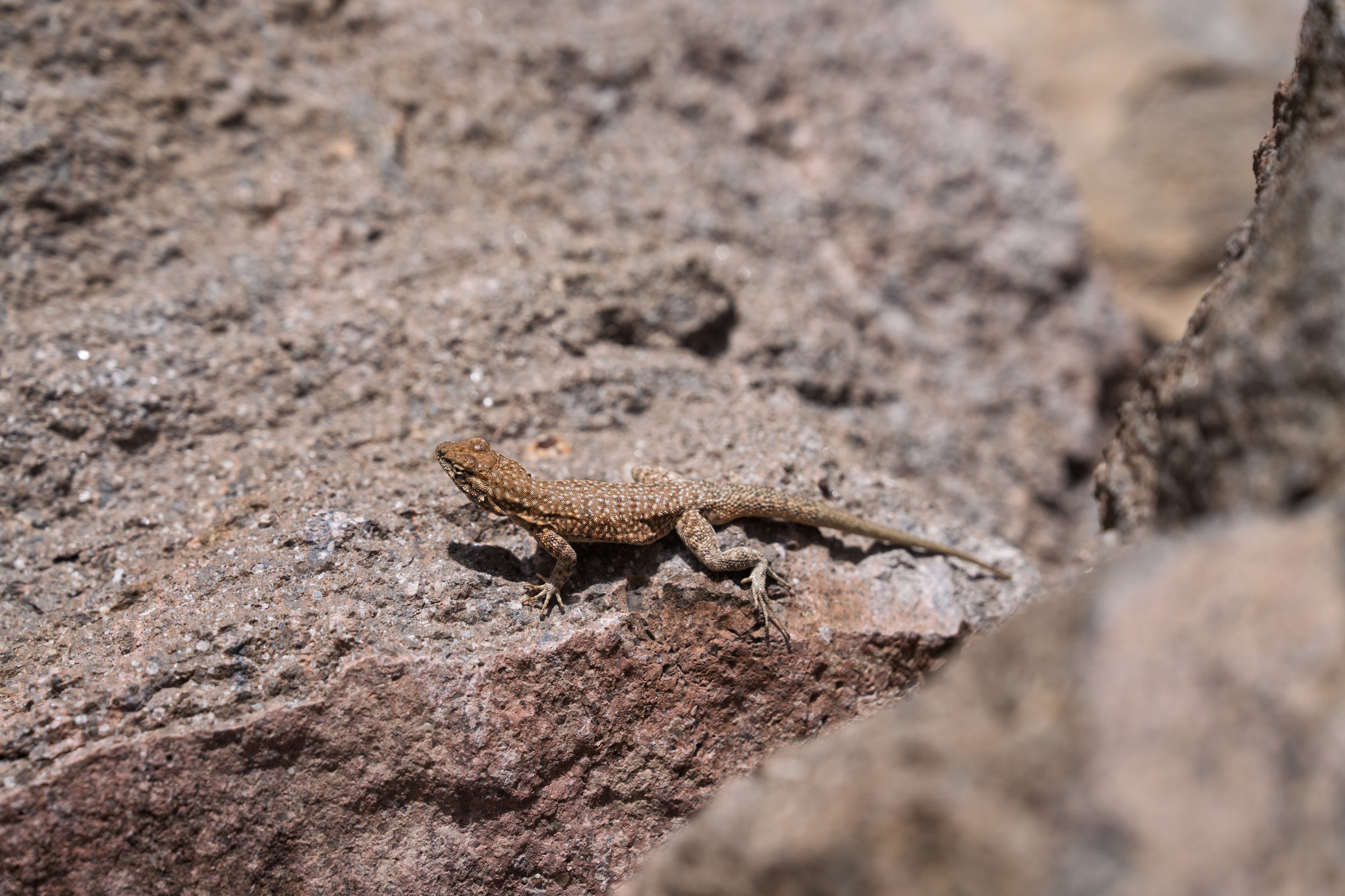 _DSC9904.jpg