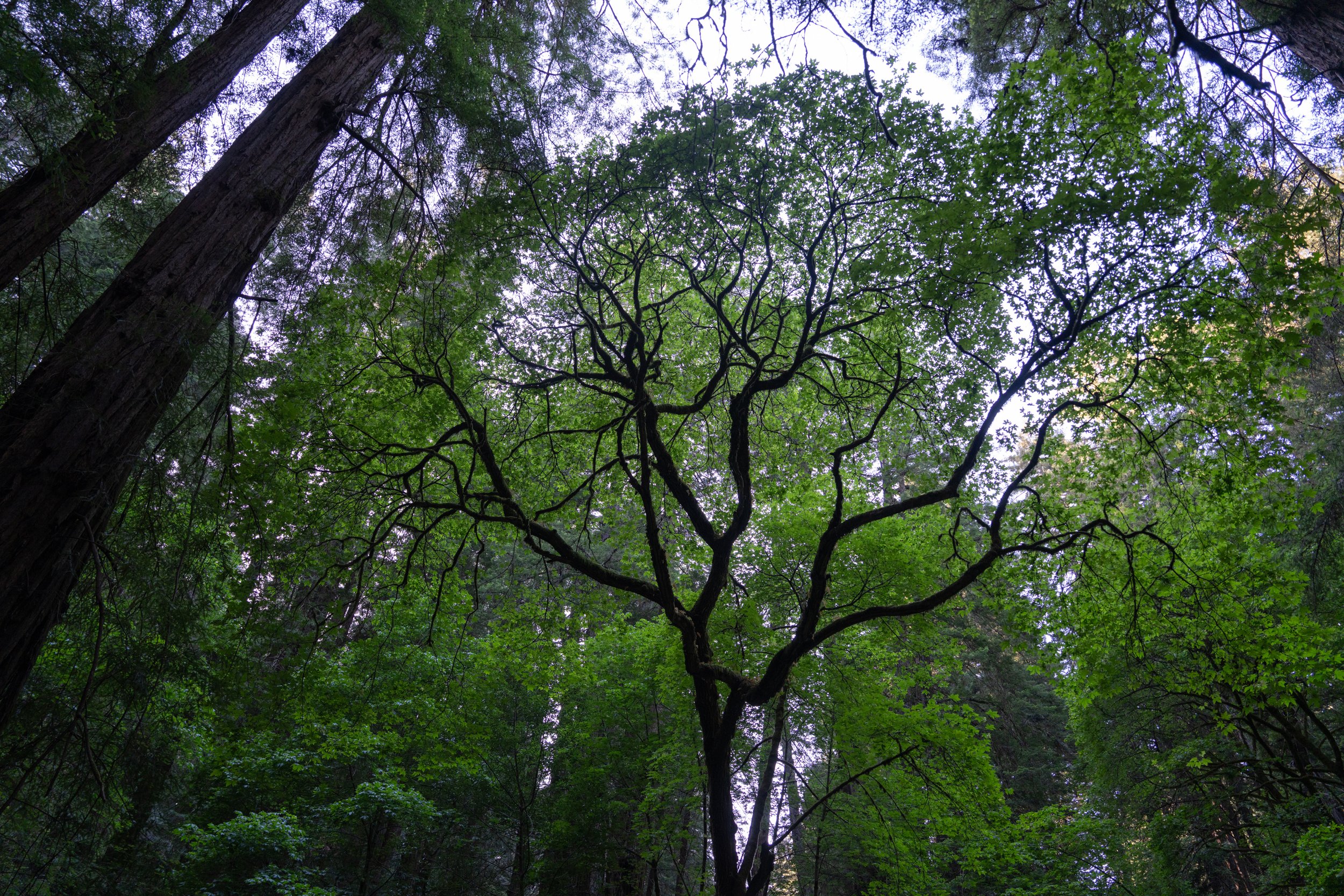 Dipsea Trail, Mt. Tamalpais & Muir Woods