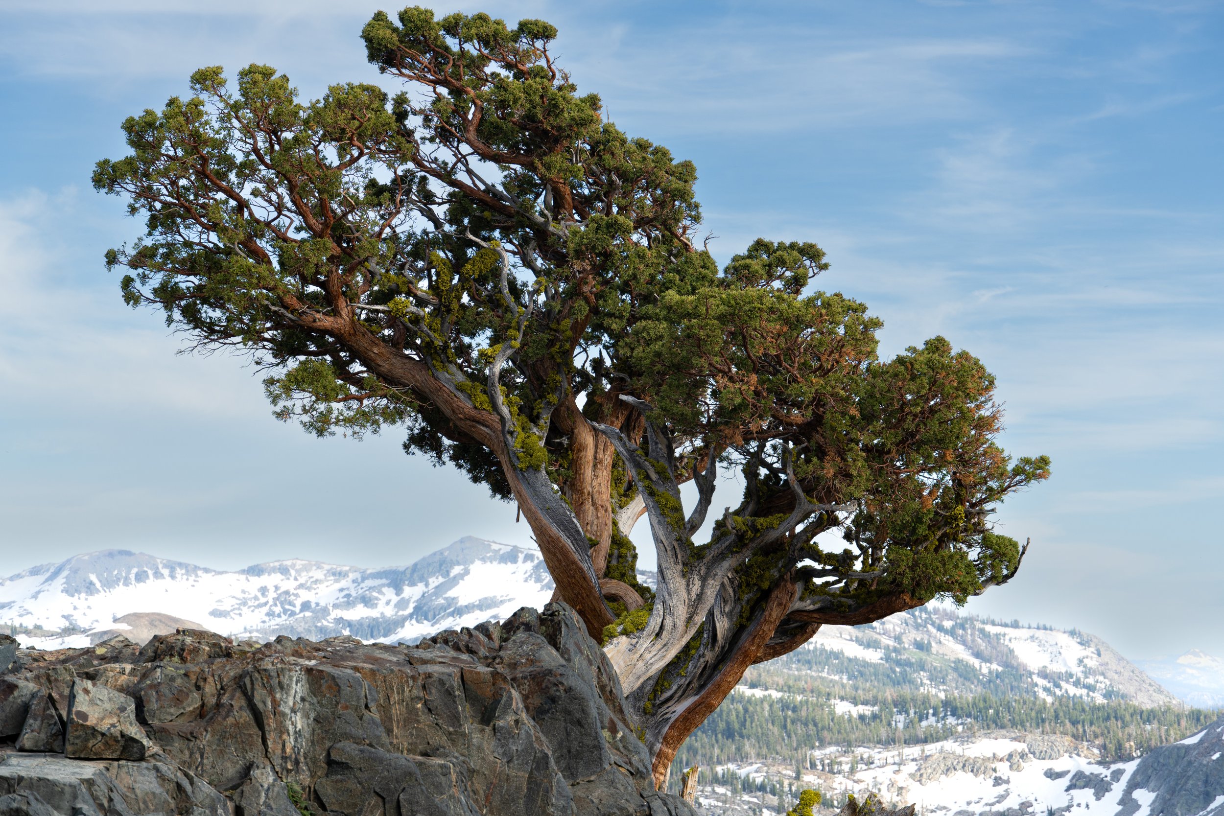 Desolation Wilderness Spring