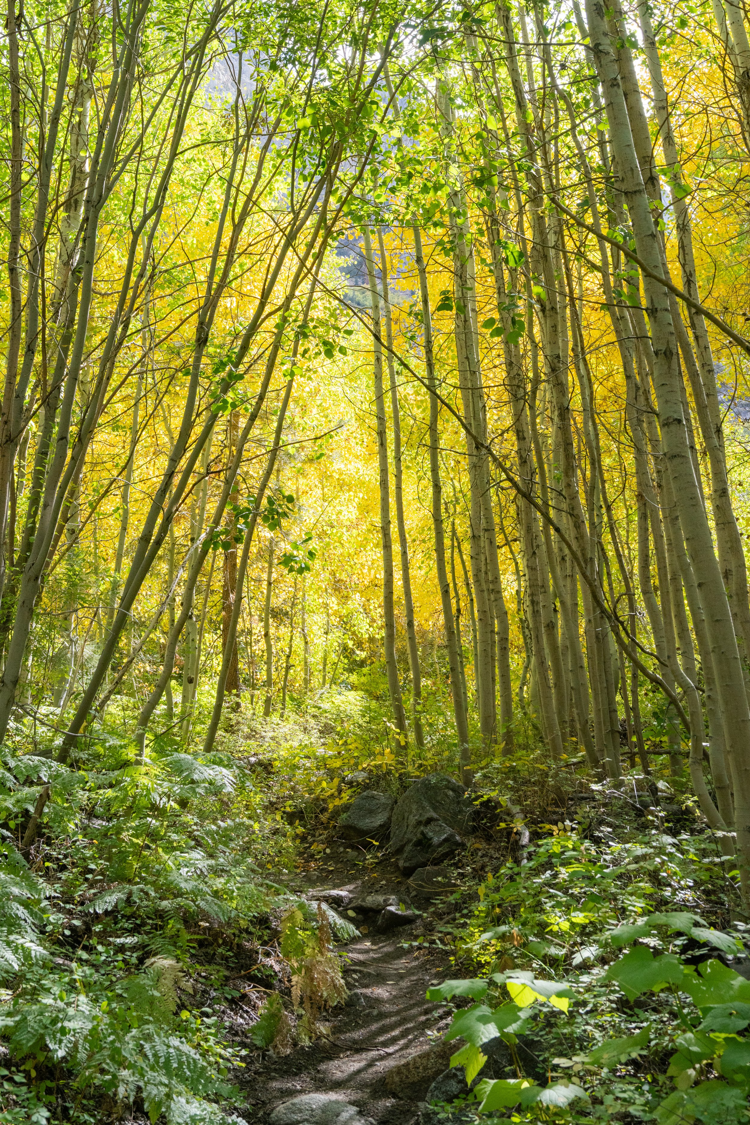 Patrick Sparks-1.jpg