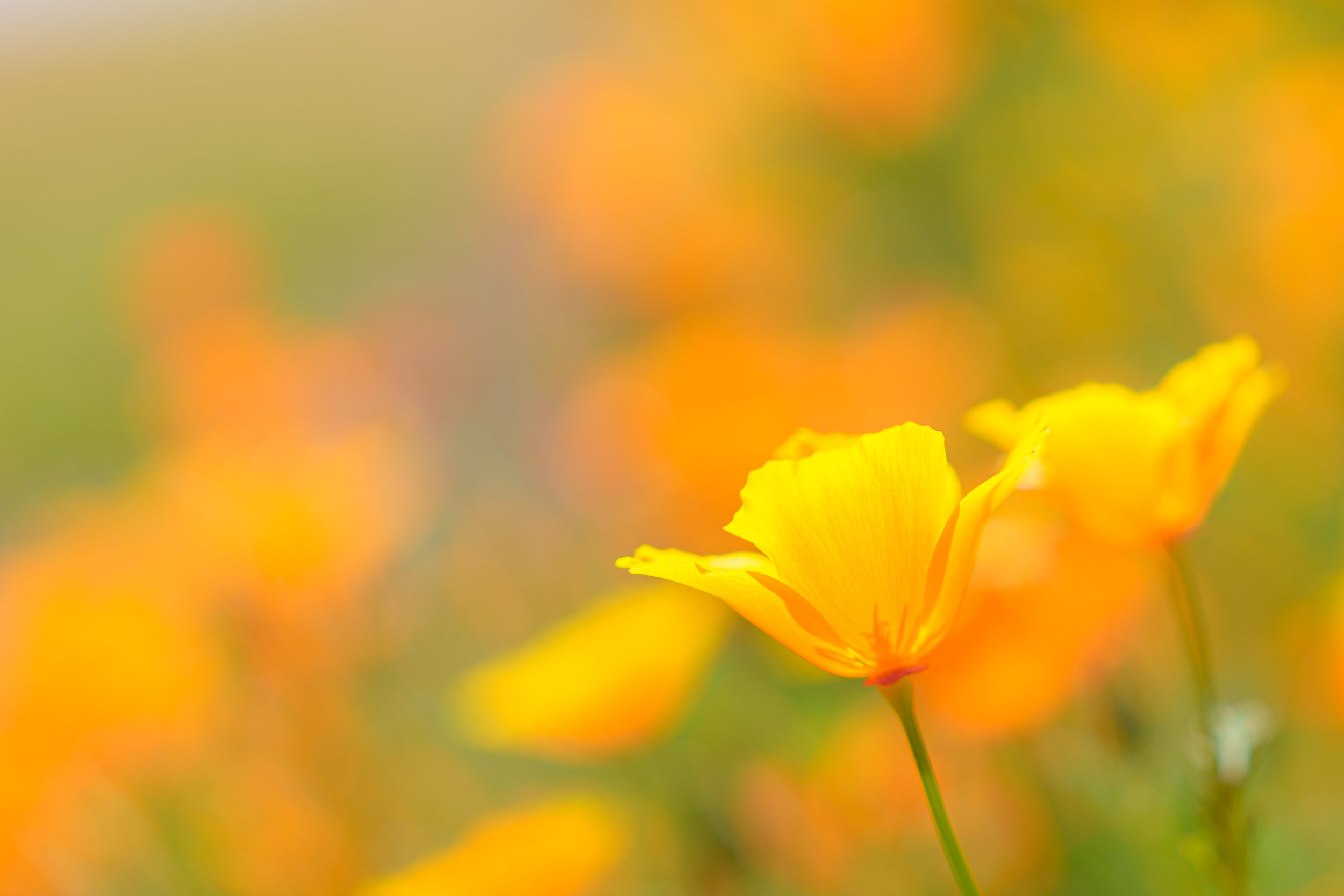 Patrick Sparks-91.jpg